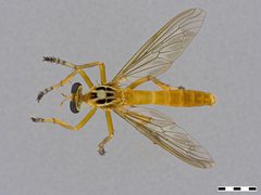 Diogmites neoternatus by the Smithsonian. Used under a CC0 license.