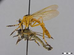 Diogmites neoternatus by the Smithsonian. Used under a CC0 license.