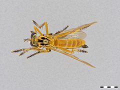 Diogmites neoternatus by the Smithsonian. Used under a CC0 license.