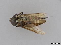 Efferia aestuans by the Smithsonian. Used under a CC0 license.