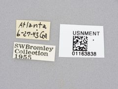 Efferia aestuans by the Smithsonian. Used under a CC0 license.