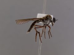 Holcocephala calva by the Smithsonian. Used under a CC0 license.