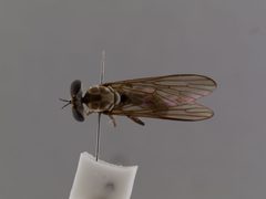 Holcocephala calva by the Smithsonian. Used under a CC0 license.