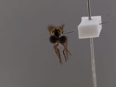 Holcocephala calva by the Smithsonian. Used under a CC0 license.