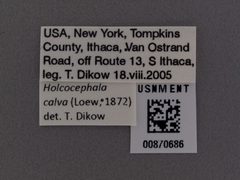Holcocephala calva by the Smithsonian. Used under a CC0 license.