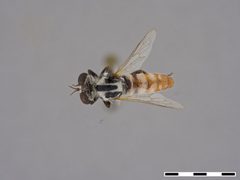 Itolia atripes by the Smithsonian. Used under a CC0 license.