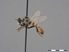 Itolia atripes by the Smithsonian. Used under a CC0 license.