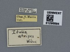 Itolia atripes by the Smithsonian. Used under a CC0 license.