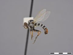 Itolia maculata by the Smithsonian. Used under a CC0 license.