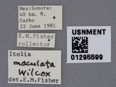 Itolia maculata by the Smithsonian. Used under a CC0 license.