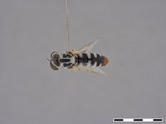 Itolia maculata by the Smithsonian. Used under a CC0 license.