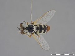 Itolia pilosa by the Smithsonian. Used under a CC0 license.