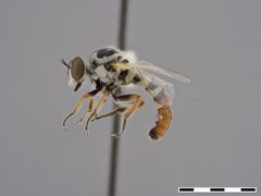 Itolia pilosa by the Smithsonian. Used under a CC0 license.