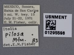 Itolia pilosa by the Smithsonian. Used under a CC0 license.