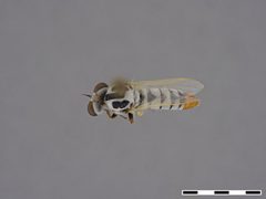 Itolia timberlakei by the Smithsonian. Used under a CC0 license.