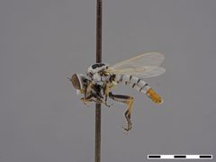 Itolia timberlakei by the Smithsonian. Used under a CC0 license.