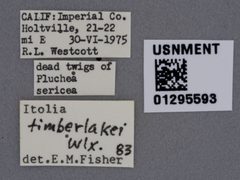 Itolia timberlakei by the Smithsonian. Used under a CC0 license.