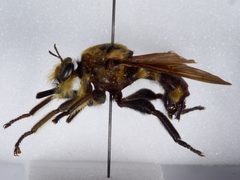 Laphria apila by the Smithsonian. Used under a CC0 license.