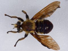 Laphria apila by the Smithsonian. Used under a CC0 license.