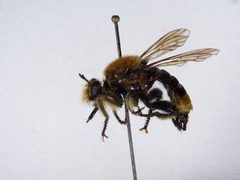 Laphria astur by the Smithsonian. Used under a CC0 license.