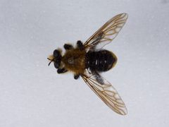 Laphria astur by the Smithsonian. Used under a CC0 license.