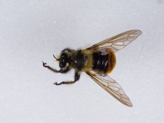 Laphria asturina by the Smithsonian. Used under a CC0 license.