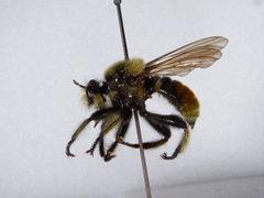 Laphria asturina by the Smithsonian. Used under a CC0 license.