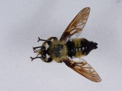 Laphria champlainii by the Smithsonian. Used under a CC0 license.