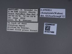 Laphria champlainii by the Smithsonian. Used under a CC0 license.