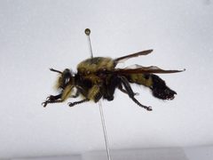 Laphria champlainii by the Smithsonian. Used under a CC0 license.
