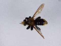 Laphria columbica by the Smithsonian. Used under a CC0 license.