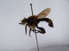 Laphria columbica by the Smithsonian. Used under a CC0 license.