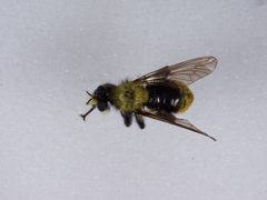 Laphria divisor by the Smithsonian. Used under a CC0 license.