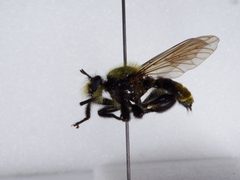 Laphria divisor by the Smithsonian. Used under a CC0 license.