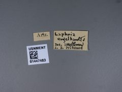 Laphria engelhardti by the Smithsonian. Used under a CC0 license.