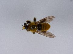 Laphria engelhardti by the Smithsonian. Used under a CC0 license.