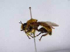Laphria engelhardti by the Smithsonian. Used under a CC0 license.