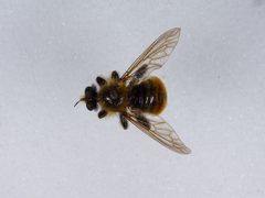 Laphria fernaldi by the Smithsonian. Used under a CC0 license.