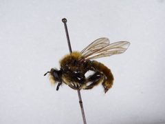 Laphria fernaldi by the Smithsonian. Used under a CC0 license.