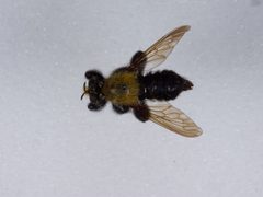 Laphria flavicollis by the Smithsonian. Used under a CC0 license.
