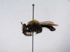 Laphria flavicollis by the Smithsonian. Used under a CC0 license.