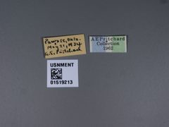 Laphria flavicollis by the Smithsonian. Used under a CC0 license.
