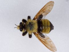 Laphria grossa by the Smithsonian. Used under a CC0 license.