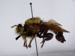 Laphria grossa by the Smithsonian. Used under a CC0 license.