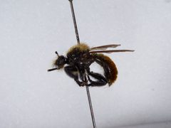 Laphria janus by the Smithsonian. Used under a CC0 license.