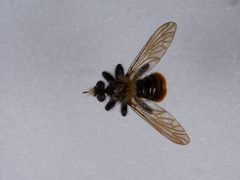 Laphria janus by the Smithsonian. Used under a CC0 license.