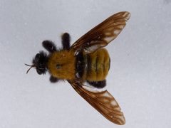 Laphria macquarti by the Smithsonian. Used under a CC0 license.