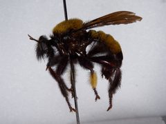 Laphria macquarti by the Smithsonian. Used under a CC0 license.