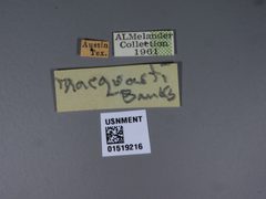 Laphria macquarti by the Smithsonian. Used under a CC0 license.