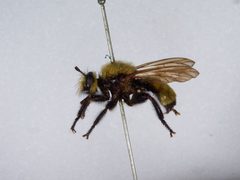 Laphria posticata by the Smithsonian. Used under a CC0 license.